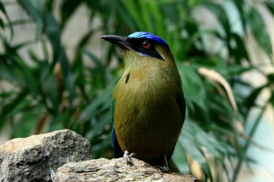 Blauscheitel-Motmot Zoo Frankfurt am Main 2017 FVH