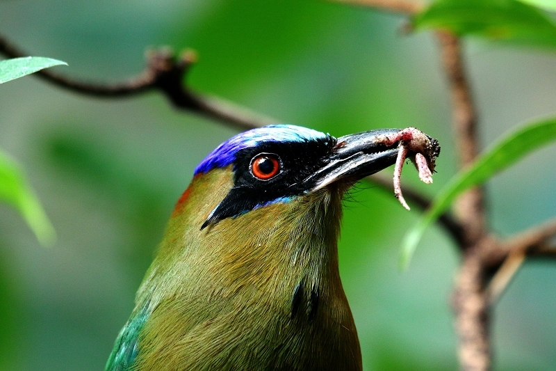 Blauscheitel-Motmot Zoo Frankfurt am Main 2017 FVH