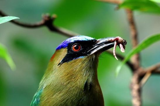 Blauscheitel-Motmot Zoo Frankfurt am Main 2017 FVH