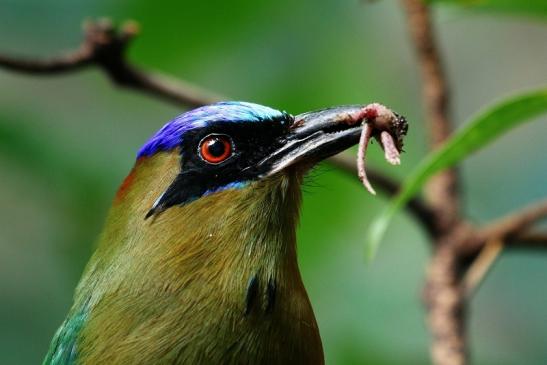 Blauscheitel-Motmot Zoo Frankfurt am Main 2017 FVH