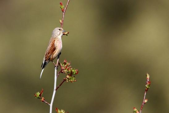 Bluthänfling Männchen Bingenheimer Ried Wetterau 2016