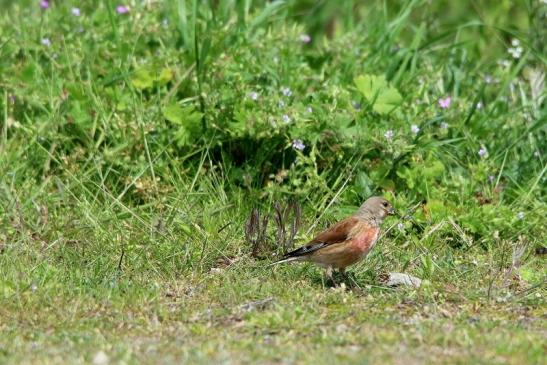 Bluthänfling Männchen Scheunengelände Im Zwerggewann Heusenstamm 2016