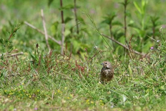 Bluthänfling Weibchen Scheunengelände Im Zwerggewann Heusenstamm 2016