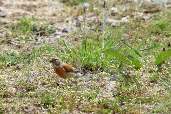 Bluthänfling Männchen Scheunengelände Im Zwerggewann Heusenstamm 2016