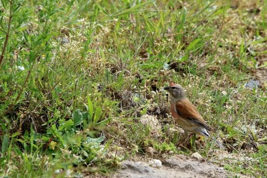 Bluthänfling Männchen Scheunengelände Im Zwerggewann Heusenstamm 2016