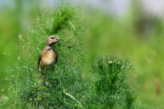 Bluthänfling Weibchen Bingenheimer Ried Wetterau 2016