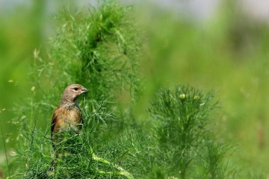 Bluthänfling Weibchen Bingenheimer Ried Wetterau 2016