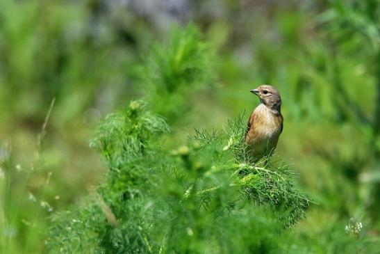 Bluthänfling Weibchen Bingenheimer Ried Wetterau 2016