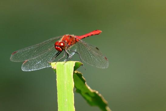 Blutrote Heidelibelle im Flug Atrium Park Dietzenbach 2021