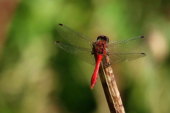 Blutrote Heidelibelle Wildpark Alte Fasanerie Klein Auheim 2017