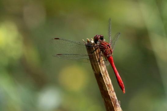 Blutrote Heidelibelle Wildpark Alte Fasanerie Klein Auheim 2017