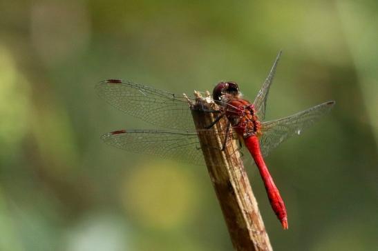 Blutrote Heidelibelle Wildpark Alte Fasanerie Klein Auheim 2017