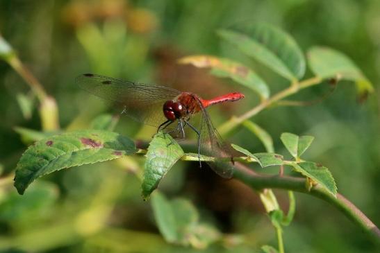 Blutrote Heidelibelle Wildpark Alte Fasanerie Klein Auheim 2017