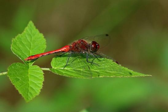 Blutrote Heidelibelle Wildpark Alte Fasanerie Klein Auheim 2017