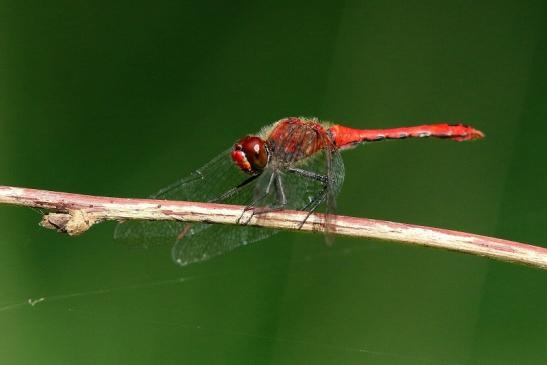 Blutrote Heidelibelle Wildpark Alte Fasanerie Klein Auheim 2017