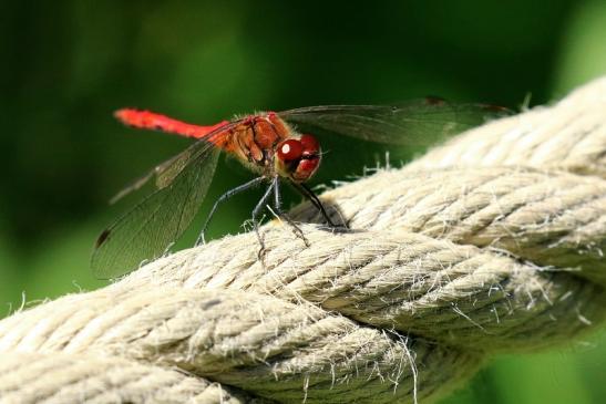 Blutrote Heidelibelle Wildpark Alte Fasanerie Klein Auheim 2019