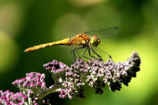 Blutrote Heidelibelle Wildpark Alte Fasanerie Klein Auheim 2019