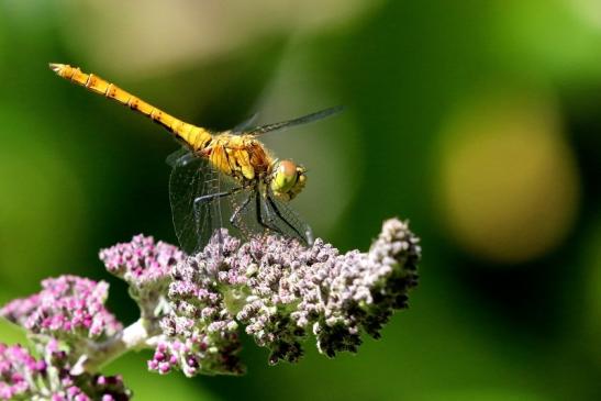 Blutrote Heidelibelle Wildpark Alte Fasanerie Klein Auheim 2019