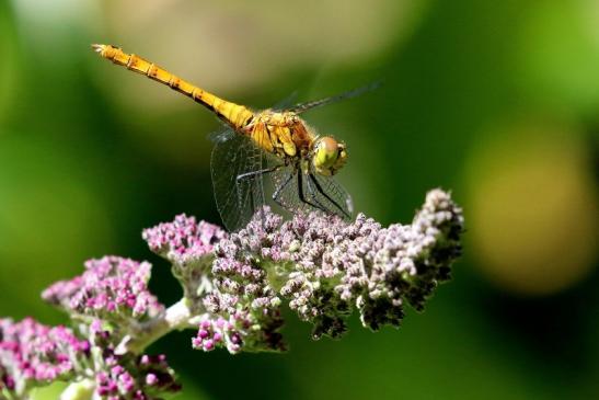 Blutrote Heidelibelle Wildpark Alte Fasanerie Klein Auheim 2019