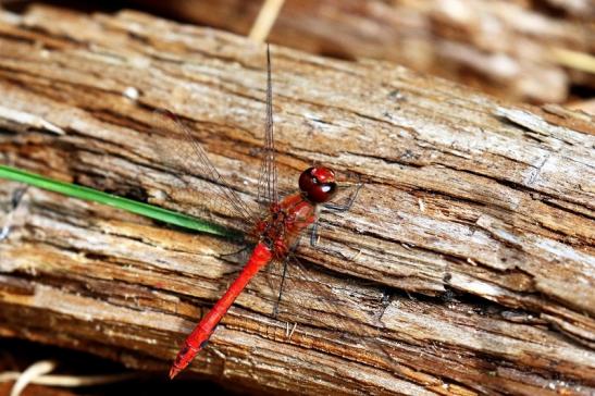 Blutrote Heidelibelle Wildpark Alte Fasanerie Klein Auheim 2020