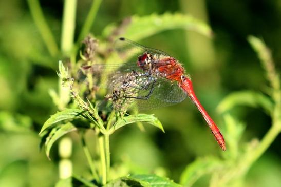 Blutrote Heidelibelle Wildpark Alte Fasanerie Klein Auheim 2020