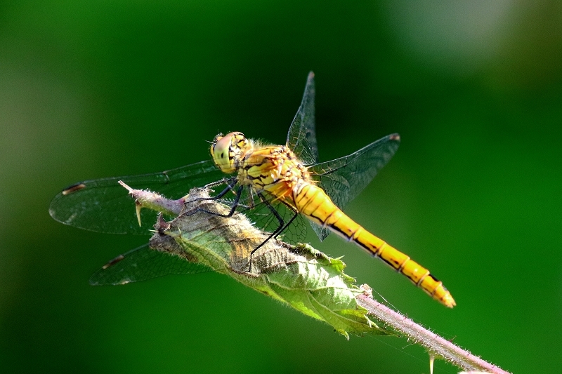 Blutrote Heidelibelle weiblich Wildpark Alte Fasanerie Klein Auheim 2021
