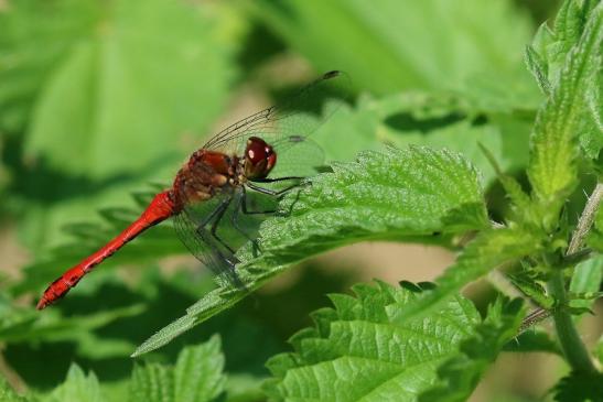 Blutrote Heidelibelle Wildpark Alte Fasanerie Klein Auheim 2021