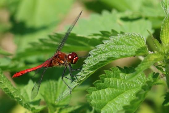 Blutrote Heidelibelle männlich Wildpark Alte Fasanerie Klein Auheim 2021