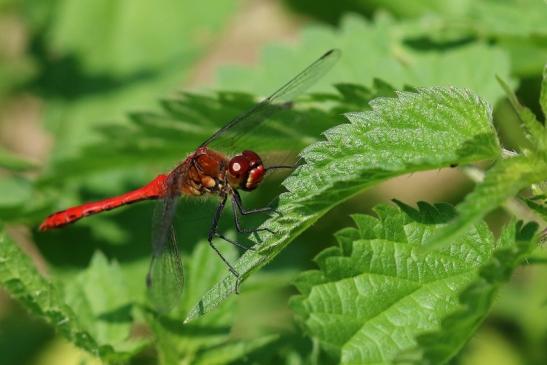 Blutrote Heidelibelle Wildpark Alte Fasanerie Klein Auheim 2021