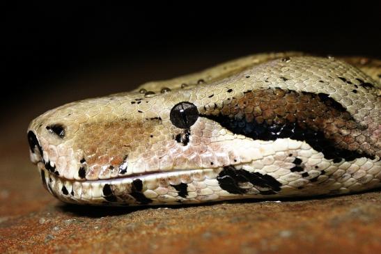 Boa constrictor Kopf Zoo Vivarium Darmstadt 2014