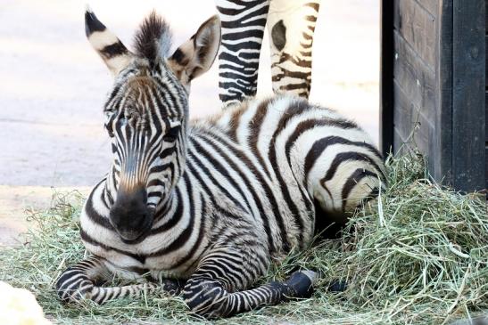 Böhm-Zebra Nachwuchs - 4 Wochen alt - Zoo Vivarium Darmstadt 2020