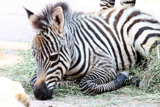 Böhm-Zebra - 4 Wochen alter Nachwuchs - Zoo Vivarium Darmstadt 2020