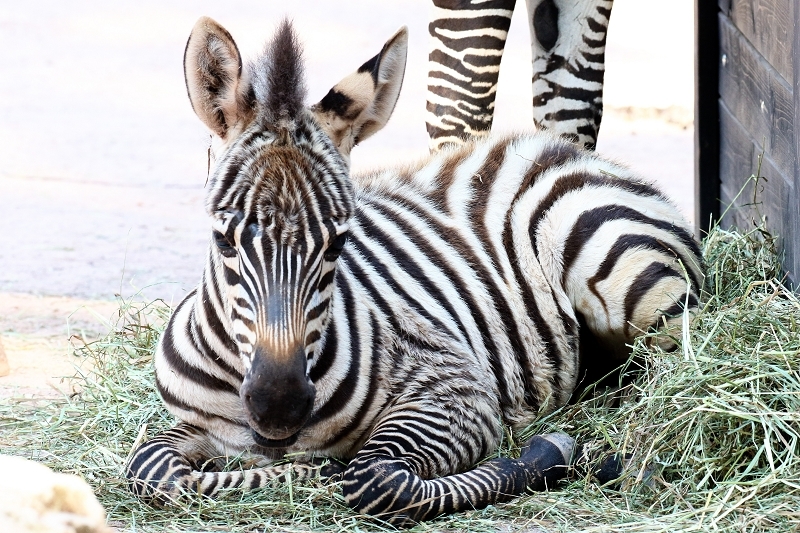 Böhm-Zebra - 4 Wochen alter Nachwuchs - Zoo Vivarium Darmstadt 2020