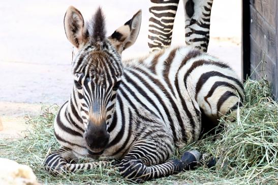 Böhm-Zebra - 4 Wochen alter Nachwuchs - Zoo Vivarium Darmstadt 2020