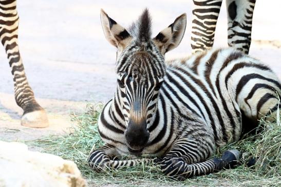 Böhm-Zebra - 4 Wochen alter Nachwuchs - Zoo Vivarium Darmstadt 2020