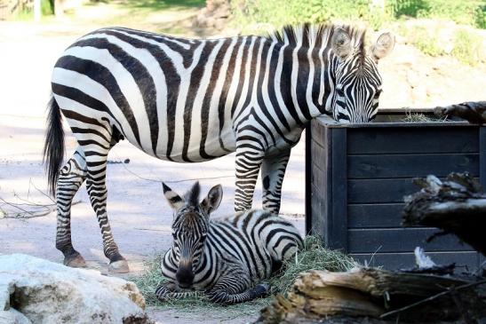 Böhm-Zebra - 4 Wochen alter Nachwuchs - Zoo Vivarium Darmstadt 2020