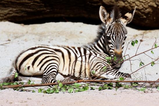 Böhm-Zebra Nachwuchs - 4 Wochen alt - Zoo Vivarium Darmstadt 2020