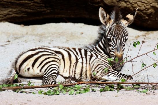 Böhm-Zebra - 4 Wochen alter Nachwuchs - Zoo Vivarium Darmstadt 2020