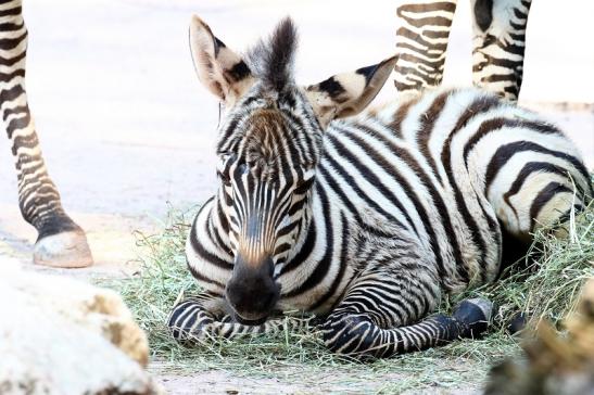 Böhm-Zebra Nachwuchs - 4 Wochen alt - Zoo Vivarium Darmstadt 2020