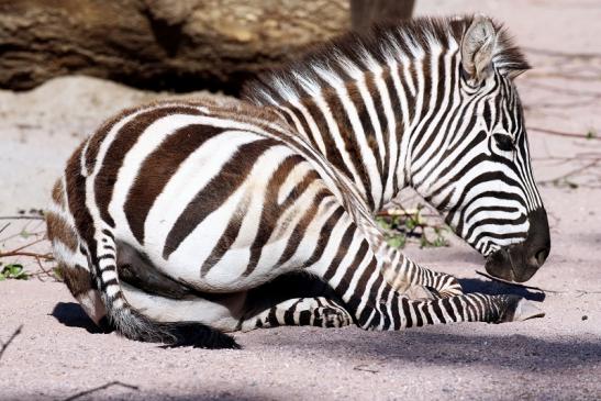 Böhm-Zebra Zoo Vivarium Darmstadt 2020