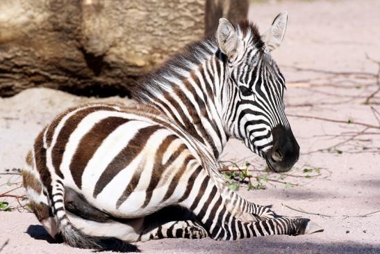 Böhm-Zebra Zoo Vivarium Darmstadt 2020