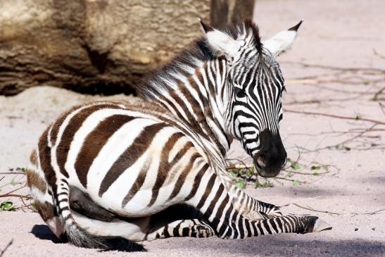 Böhm-Zebra Zoo Vivarium Darmstadt 2020