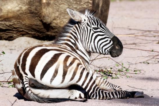 Böhm Zebra Zoo Vivarium Darmstadt 2020