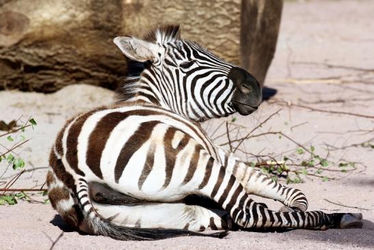 Böhm Zebra Zoo Vivarium Darmstadt 2020