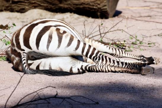 Böhm-Zebra Zoo Vivarium Darmstadt 2020