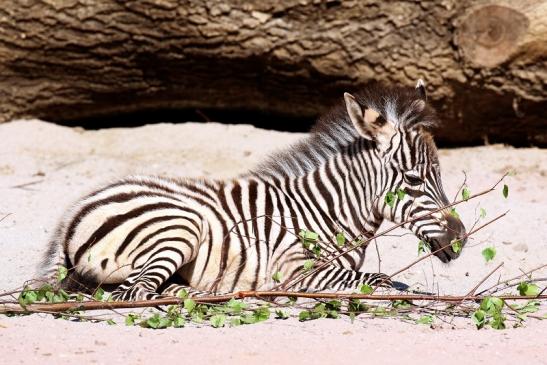 Böhm-Zebra - 4 Wochen alter Nachwuchs - Zoo Vivarium Darmstadt 2020