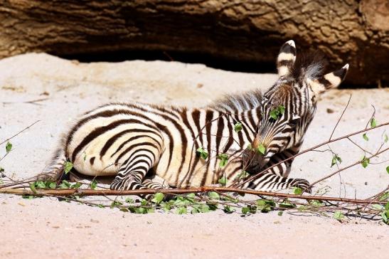 Böhm-Zebra Nachwuchs - 4 Wochen alt - Zoo Vivarium Darmstadt 2020