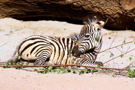 Böhm-Zebra Nachwuchs - 4 Wochen alt - Zoo Vivarium Darmstadt 2020