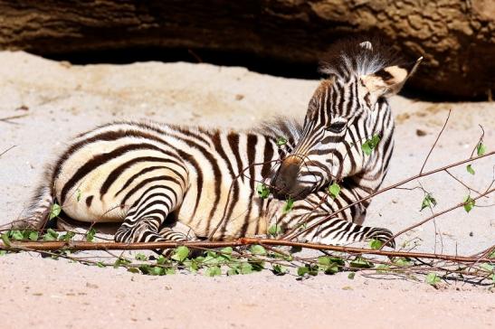 Böhm-Zebra Nachwuchs - 4 Wochen alt - Zoo Vivarium Darmstadt 2020