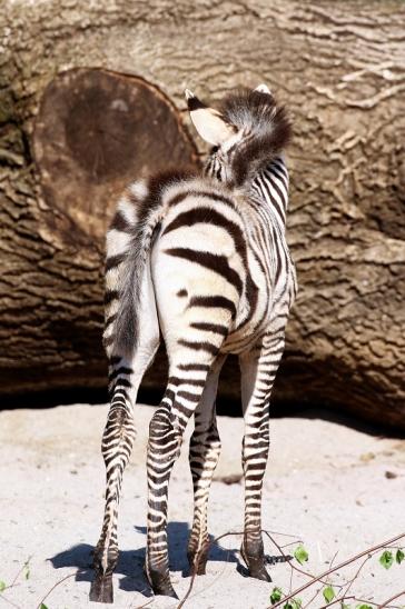 Böhm-Zebra Nachwuchs - 4 Wochen alt - Zoo Vivarium Darmstadt 2020